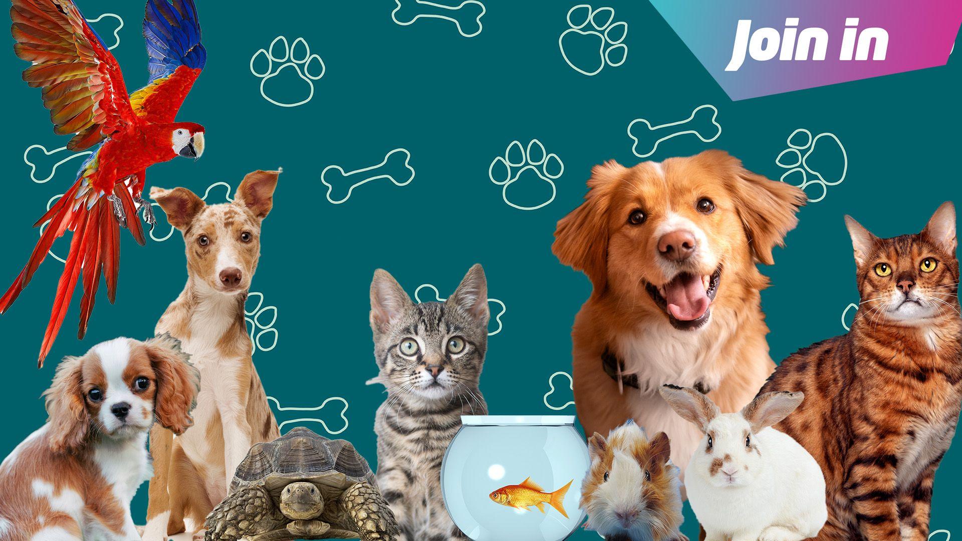 Pet care services in Kolkata