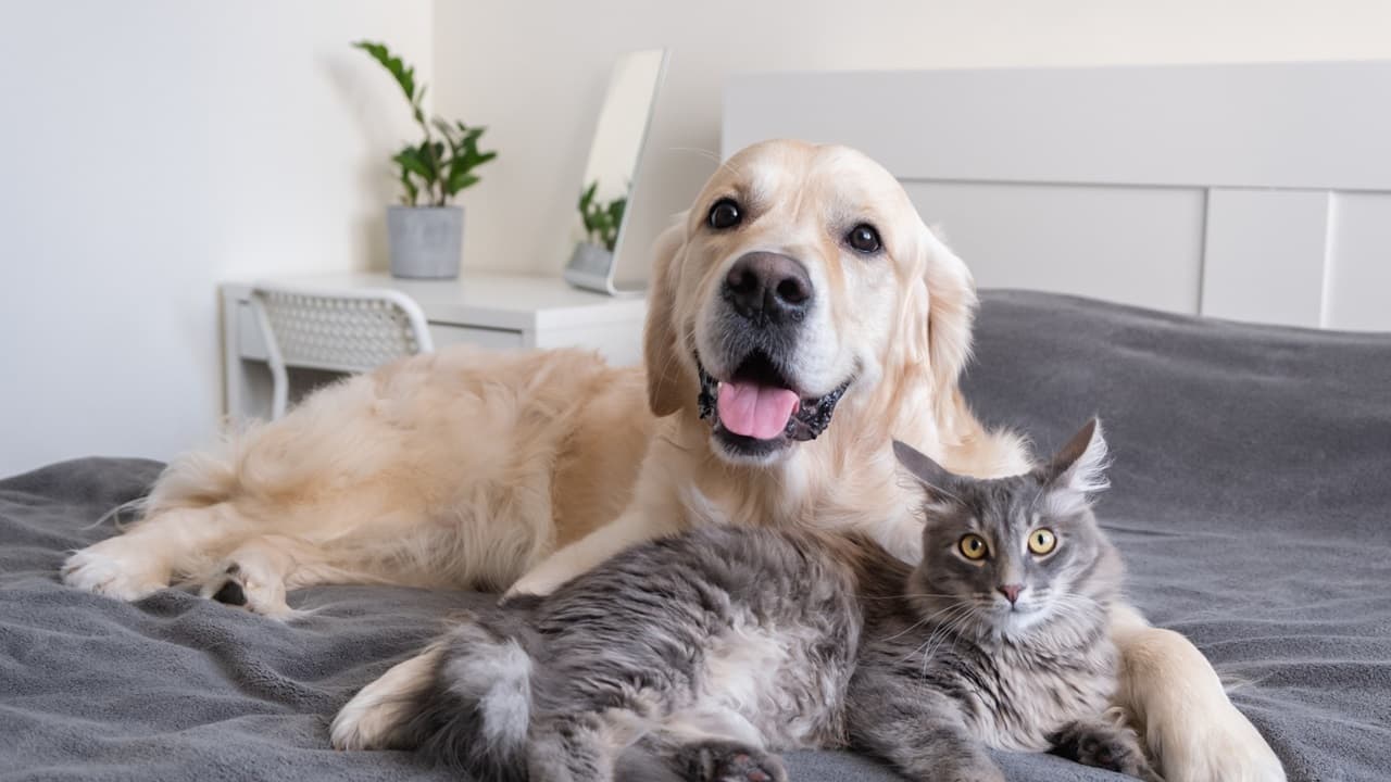 Pet care services in Kolkata